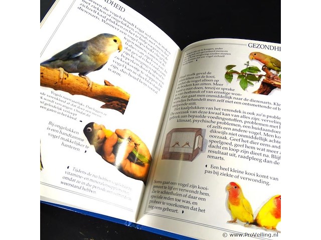 Dwerg papegaaien - afbeelding 4 van  5