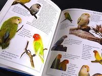 Dwerg papegaaien - afbeelding 5 van  5