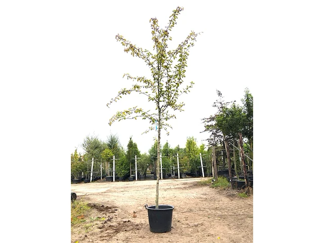 Dwergmispel cotoneaster ignotus, bloesemboom, zwarte bessen, ca. 4 m hoog - afbeelding 1 van  2