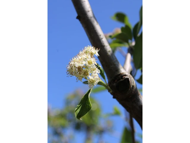 Dwergmispel cotoneaster ignotus, bloesemboom, zwarte bessen, ca. 4 m hoog - afbeelding 2 van  2