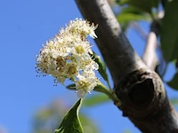 Dwergmispel cotoneaster ignotus, bloesemboom, zwarte bessen, ca. 4 m hoog - afbeelding 2 van  2