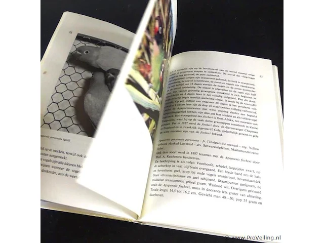 Dwergpapegaaien en loris - afbeelding 3 van  5