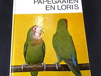Dwergpapegaaien en loris - afbeelding 1 van  5