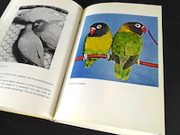 Dwergpapegaaien en loris - afbeelding 4 van  5