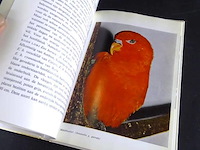 Dwergpapegaaien en loris - afbeelding 5 van  5