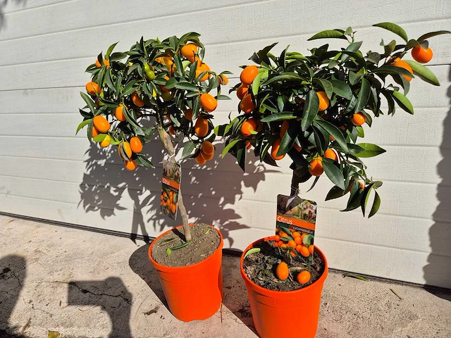 Dwergsinasappel - vrucht- / fruitboom - citrus kumquat - hoogte ca. 60 cm (2x) - afbeelding 2 van  3