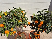 Dwergsinasappel - vrucht- / fruitboom - citrus kumquat - hoogte ca. 60 cm (2x) - afbeelding 3 van  3