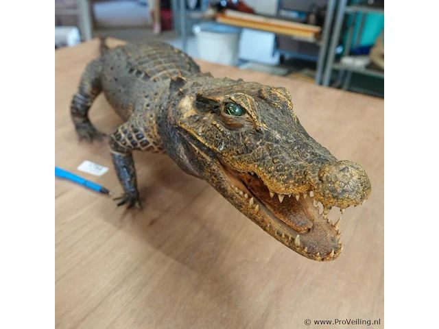 Echte mooi opgezette krokodil - afbeelding 4 van  5