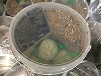 Ed - emmers starters vogelvoer (38x) - afbeelding 4 van  4