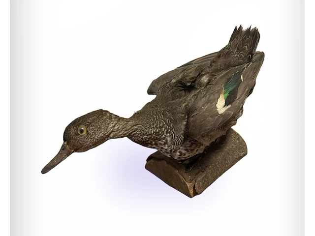 Eend, bouwjaar 20e eeuw, taxidermie - afbeelding 1 van  1