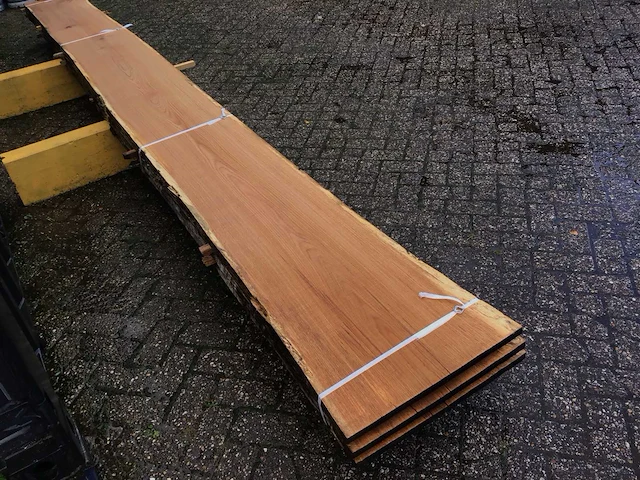 Eik amerikaans (3x) - afbeelding 5 van  9