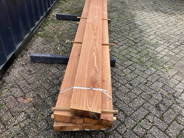 Eik amerikaans (5x) - afbeelding 4 van  8