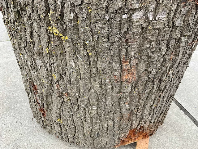 Eiken sokkel - afbeelding 5 van  7