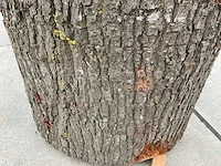 Eiken sokkel - afbeelding 5 van  7