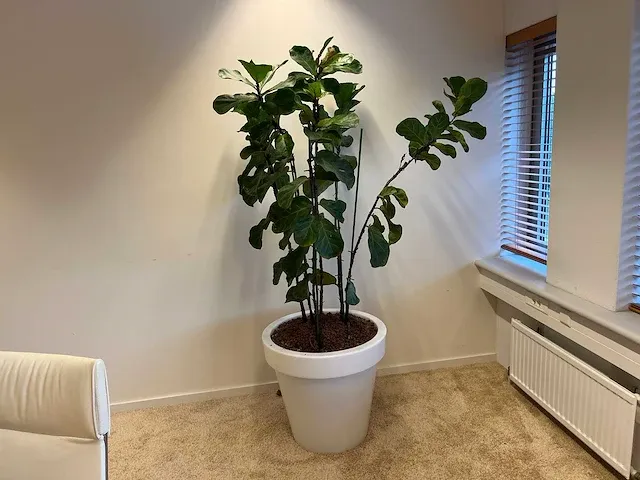 Elho - vioolbladplant in kunststof pot - h195cm - afbeelding 1 van  7