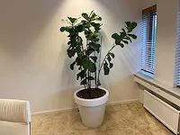 Elho - vioolbladplant in kunststof pot - h195cm