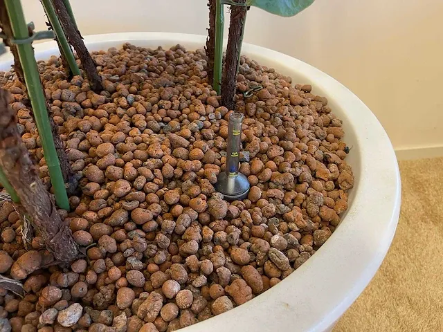 Elho - vioolbladplant in kunststof pot - h195cm - afbeelding 3 van  7