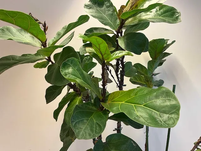 Elho - vioolbladplant in kunststof pot - h195cm - afbeelding 4 van  7