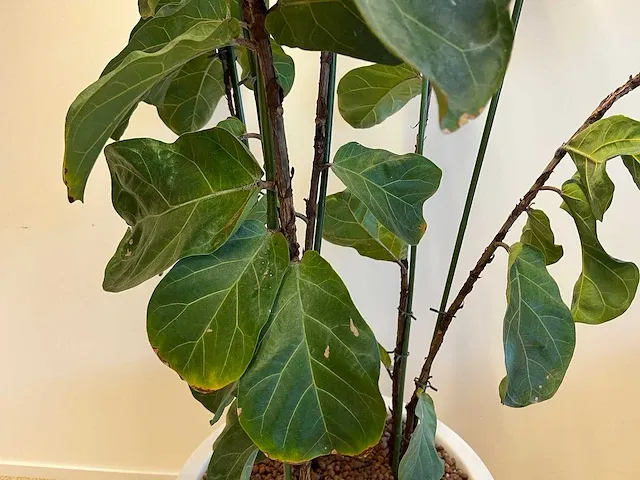 Elho - vioolbladplant in kunststof pot - h195cm - afbeelding 5 van  7