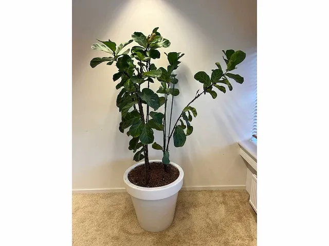 Elho - vioolbladplant in kunststof pot - h195cm - afbeelding 6 van  7