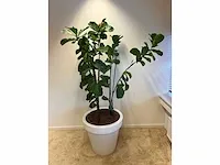 Elho - vioolbladplant in kunststof pot - h195cm - afbeelding 6 van  7
