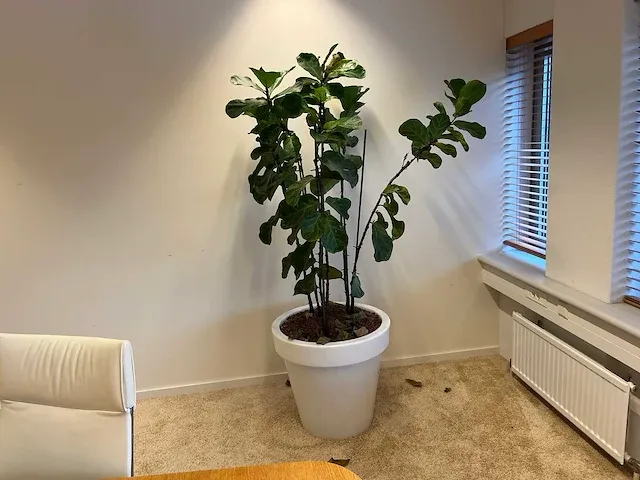 Elho - vioolbladplant in kunststof pot - h195cm - afbeelding 7 van  7