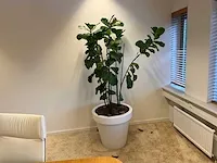 Elho - vioolbladplant in kunststof pot - h195cm - afbeelding 7 van  7
