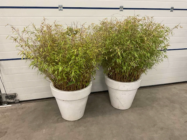 Elho plant met pot (2x) - afbeelding 1 van  4