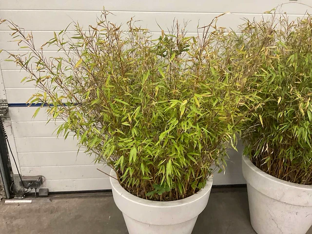 Elho plant met pot (2x) - afbeelding 2 van  4