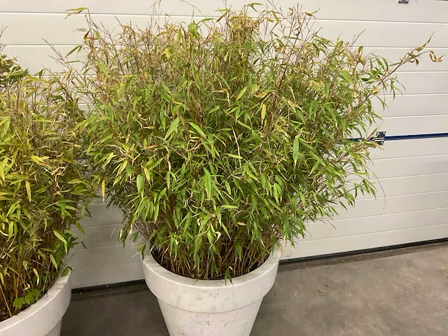 Elho plant met pot (2x) - afbeelding 3 van  4