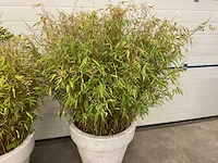 Elho plant met pot (2x) - afbeelding 3 van  4