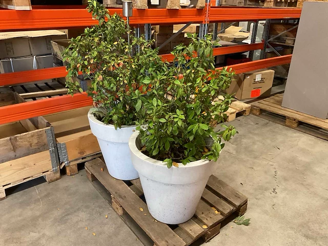 Elho plant met pot (2x) - afbeelding 1 van  3
