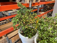 Elho plant met pot (2x) - afbeelding 2 van  3