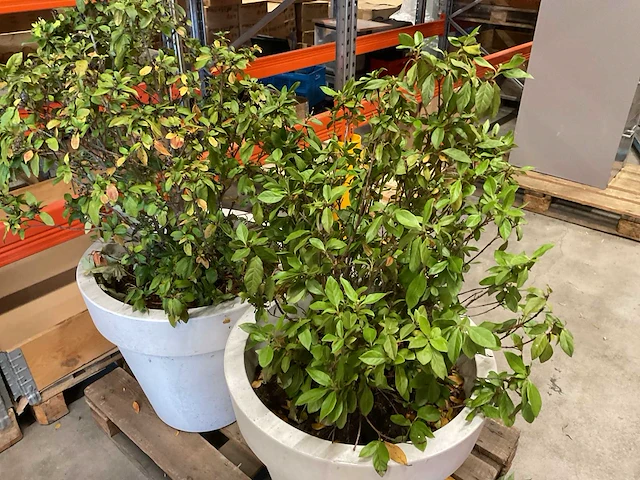 Elho plant met pot (2x) - afbeelding 3 van  3