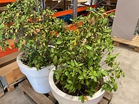 Elho plant met pot (2x) - afbeelding 3 van  3