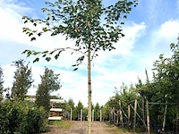 Esdoorn acer pseudoplatanus, ca. 4 m hoog - afbeelding 1 van  1