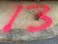 Europees eiken schaaldelen (39x) - afbeelding 4 van  12
