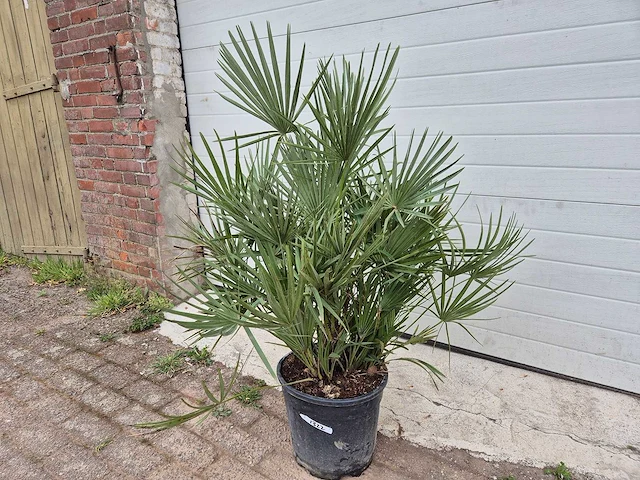 Europese dwergpalm - chamaerops humilis - hoogte ca. 100 cm - afbeelding 1 van  2