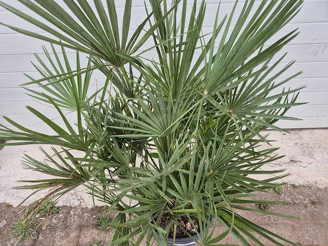 Europese dwergpalm - chamaerops humilis - hoogte ca. 100 cm - afbeelding 2 van  2