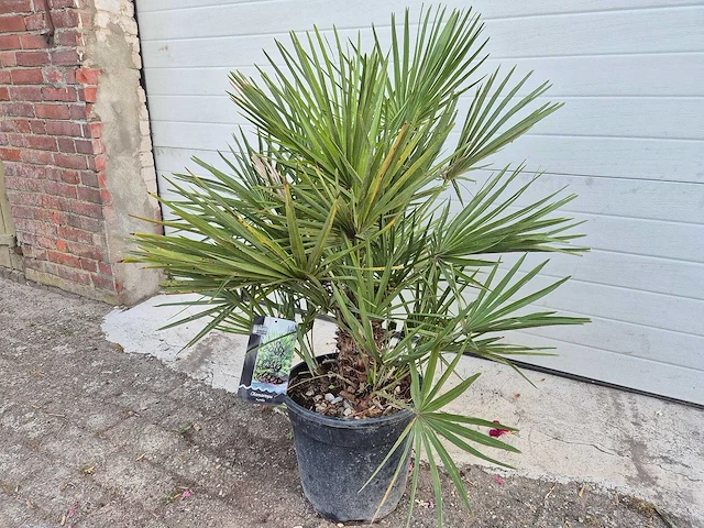Europese dwergpalm - chamaerops humilis - hoogte ca. 100 cm - afbeelding 1 van  3