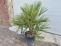Europese dwergpalm - chamaerops humilis - hoogte ca. 100 cm - afbeelding 1 van  3