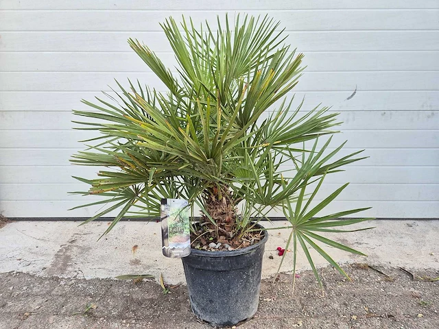 Europese dwergpalm - chamaerops humilis - hoogte ca. 100 cm - afbeelding 2 van  3