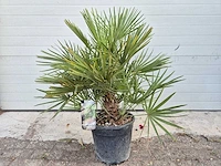 Europese dwergpalm - chamaerops humilis - hoogte ca. 100 cm - afbeelding 2 van  3