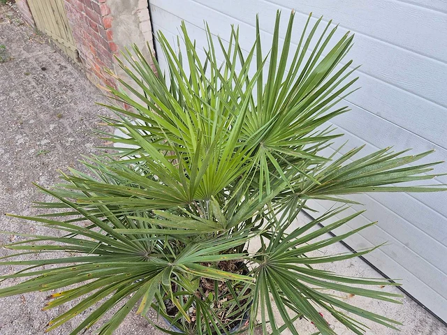 Europese dwergpalm - chamaerops humilis - hoogte ca. 100 cm - afbeelding 3 van  3