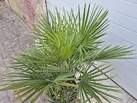 Europese dwergpalm - chamaerops humilis - hoogte ca. 100 cm - afbeelding 3 van  3