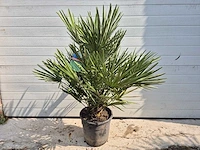Europese dwergpalm - chamaerops humilis - hoogte ca. 100 cm - afbeelding 1 van  4