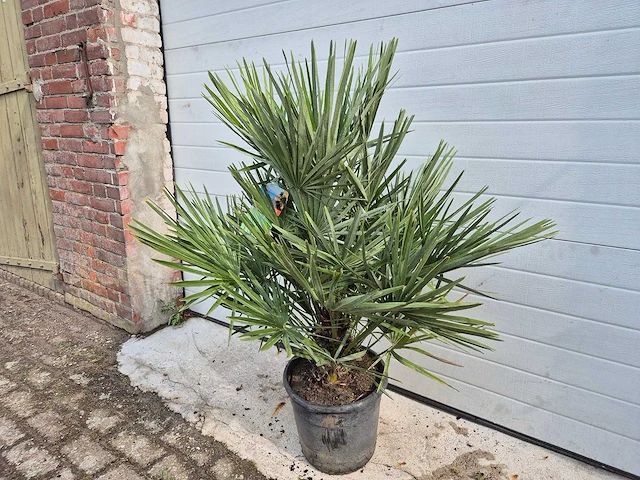 Europese dwergpalm - chamaerops humilis - hoogte ca. 100 cm - afbeelding 2 van  4