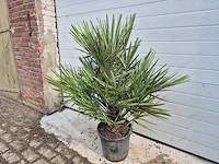 Europese dwergpalm - chamaerops humilis - hoogte ca. 100 cm - afbeelding 2 van  4