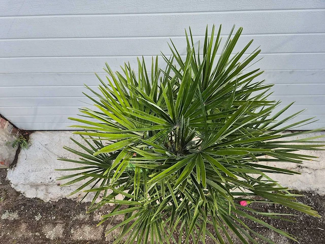 Europese dwergpalm - chamaerops humilis - hoogte ca. 100 cm - afbeelding 3 van  4