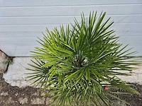 Europese dwergpalm - chamaerops humilis - hoogte ca. 100 cm - afbeelding 3 van  4